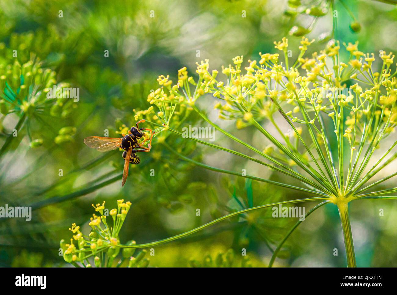 A heavy wasp, with difficulty holding on to the staggering dill flowers