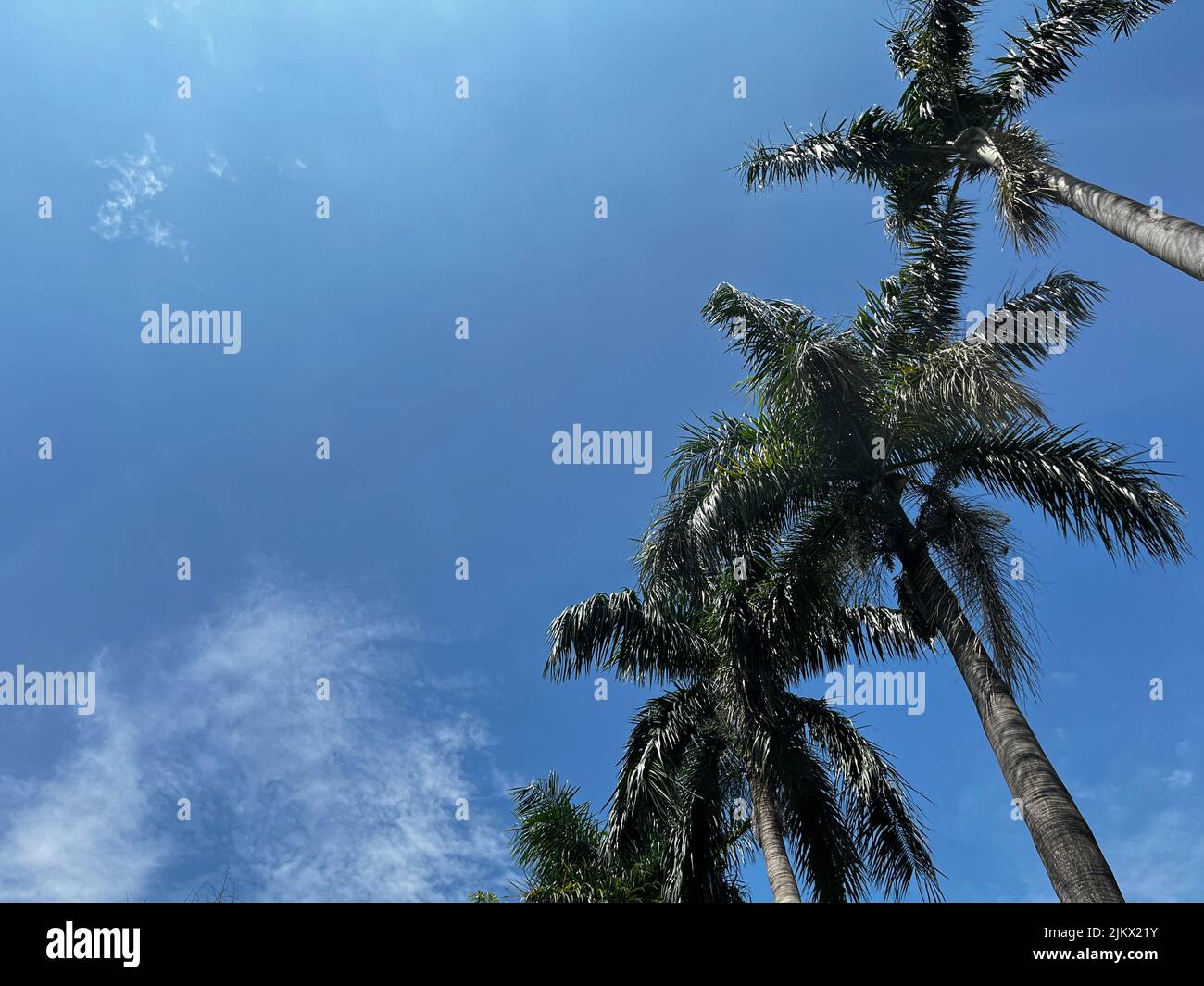 Palms trees trunks hi-res stock photography and images - Alamy
