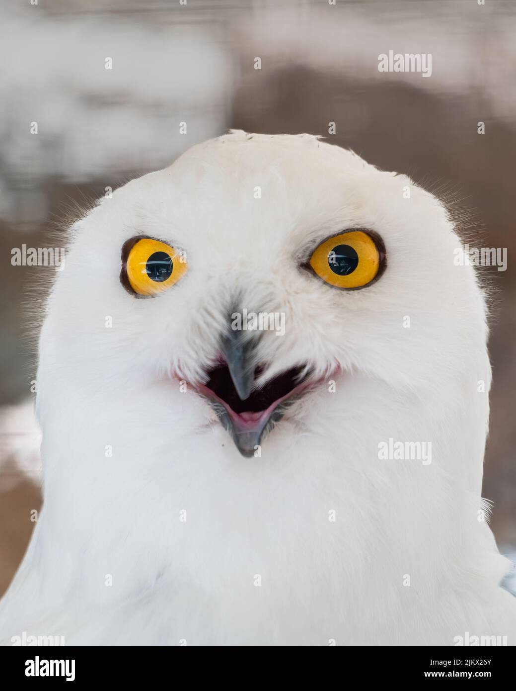 A portrait of a Snowy owl (Bubo scandiacus) Stock Photo