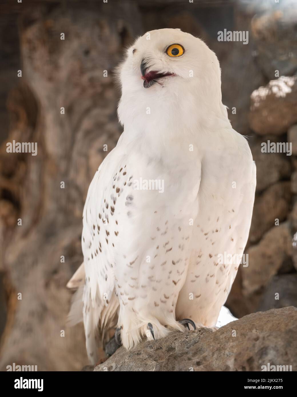 A closeup shot of a Snowy owl (Bubo scandiacus) on a rock Stock Photo