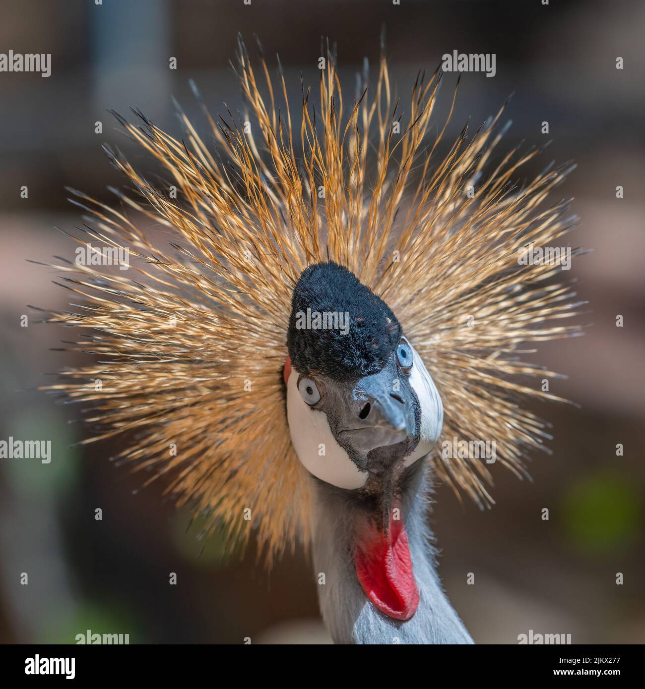 A closeup of a gray crowned crane on a blurry background Stock Photo