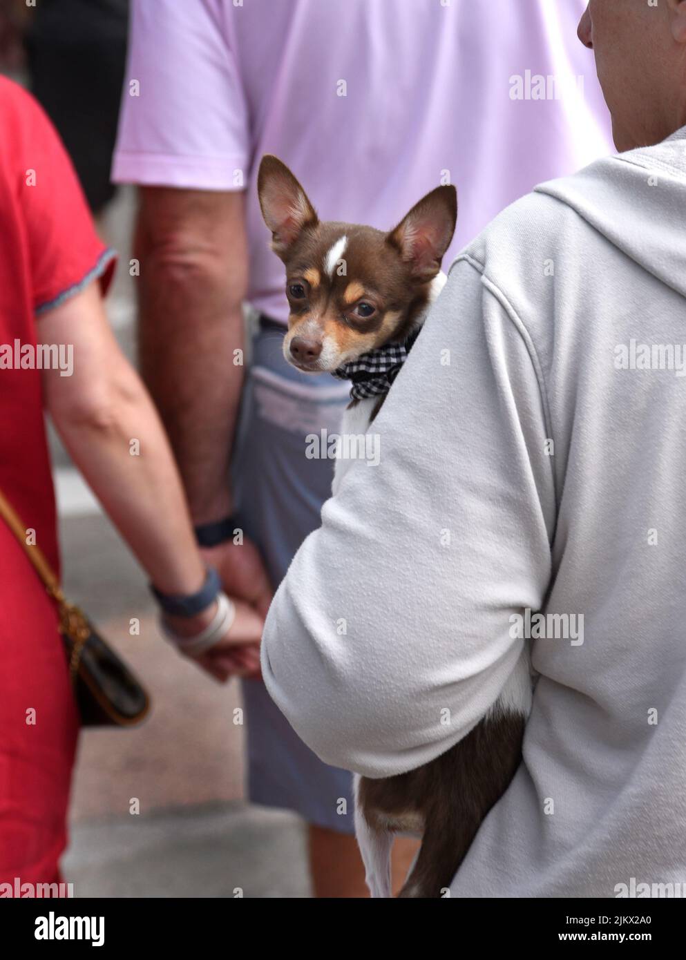 A dog owner holds her pet Chihuahua as she walks along a sidewalk in Santa Fe, New Mexico. Stock Photo