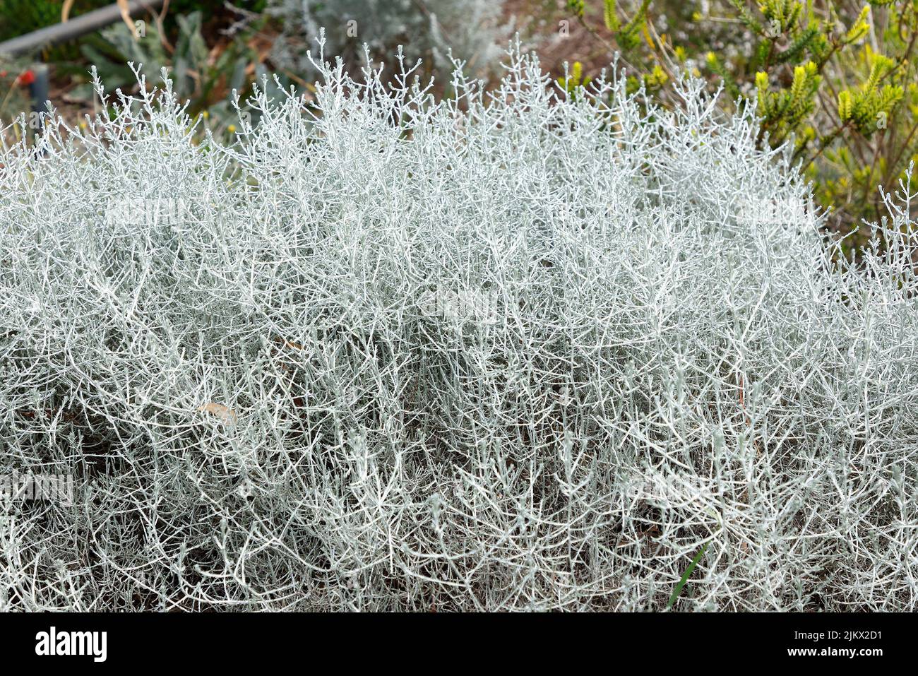 Close up of the light grey foliage Australian native plant Cushion Bush Leucophyta brownii. Stock Photo