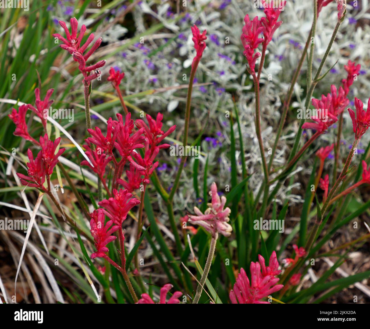 Close  up of the red flowering Australian native plant Kangaroo Paw Bush Pearl Anigozanthos. Stock Photo