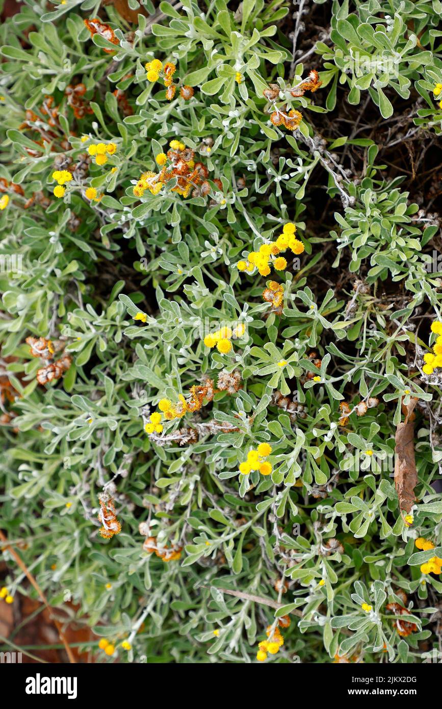 Close up of the yellow flowering Australian native plant Yellow Buttons