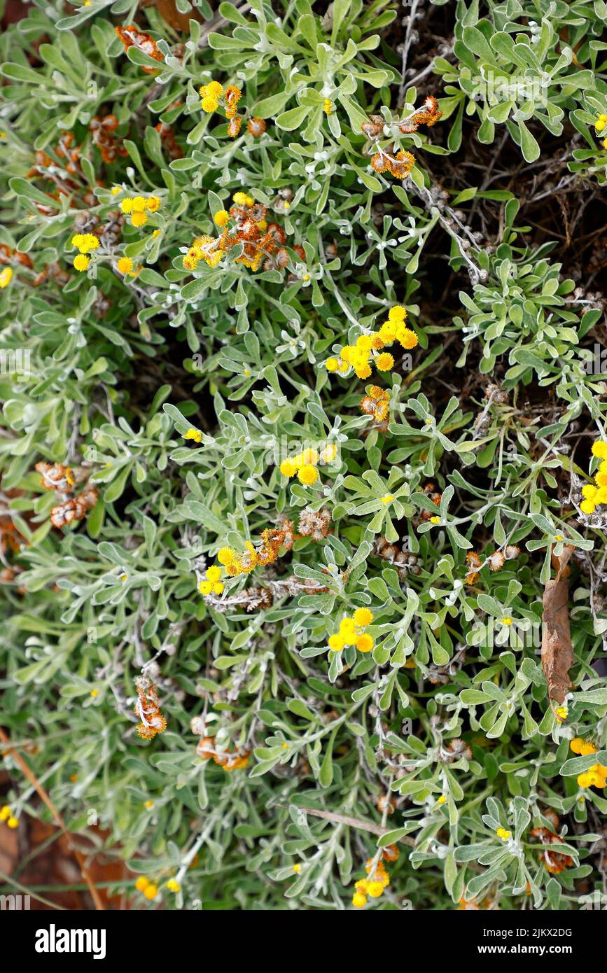 Close up of the yellow flowering Australian native plant Yellow Buttons Chrysocephalum apiculatum Desert Flame. Stock Photo