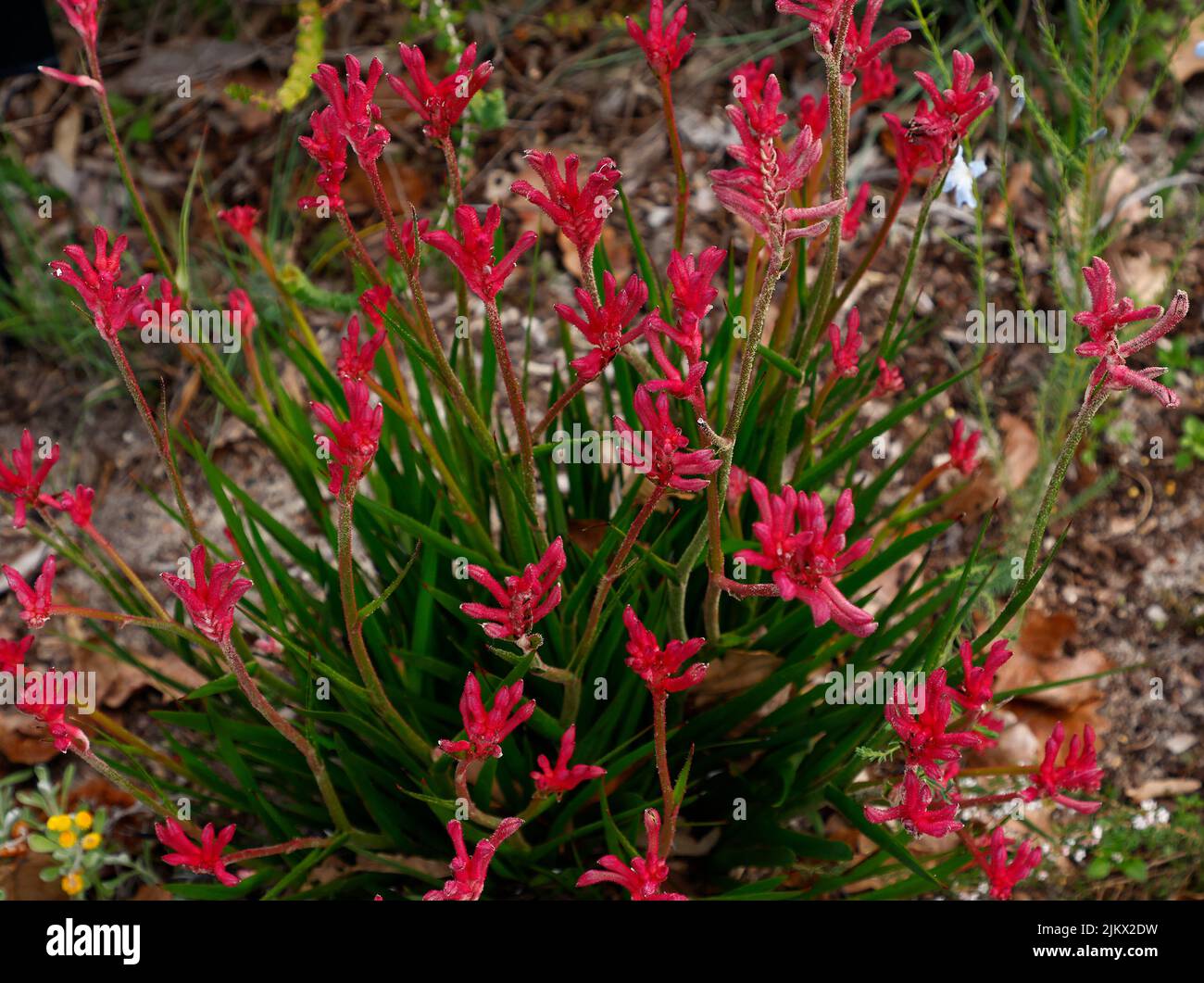 Close up of the red flowering native Australian plant Kangaroo Paw Bush