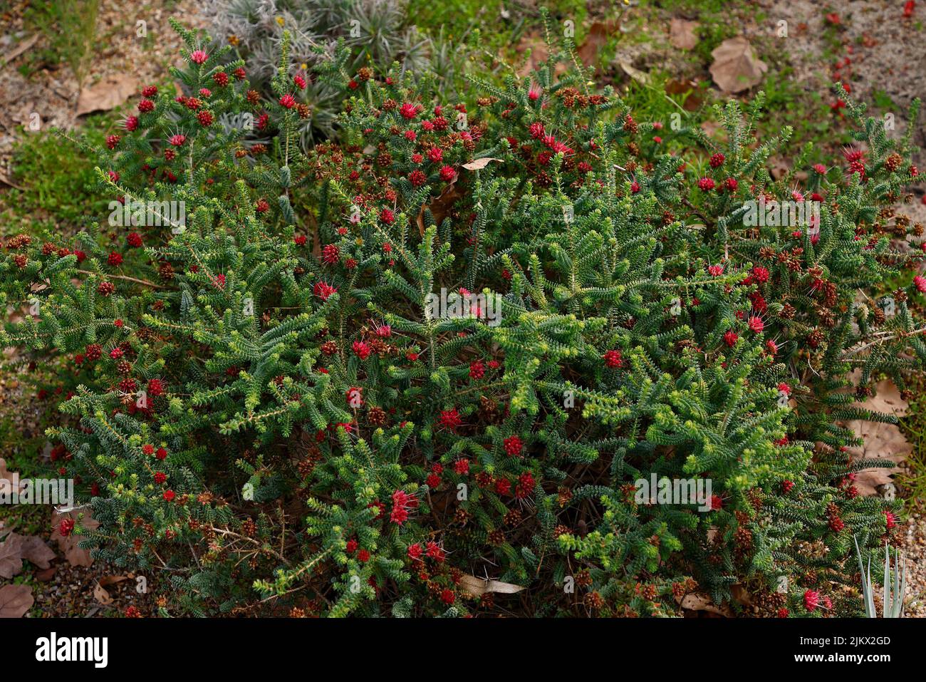 Close up of the Australian native plant Darwinia oldfieldii. Stock Photo
