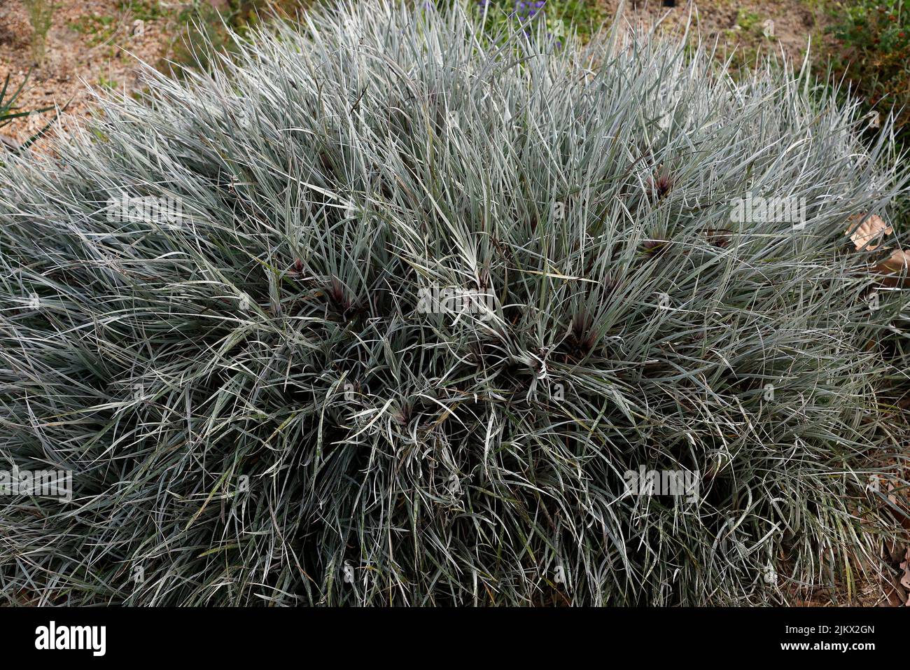 Close up of the foliage Australian nativ Grey Cottonhead Conostylis candicanse plant. Stock Photo