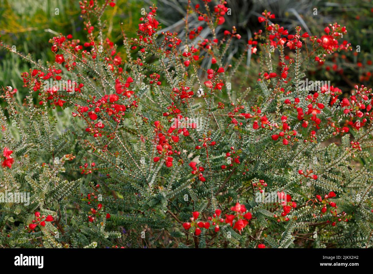 Close up of the Australian native plant Verticordia etheliana var. etheliana Stock Photo