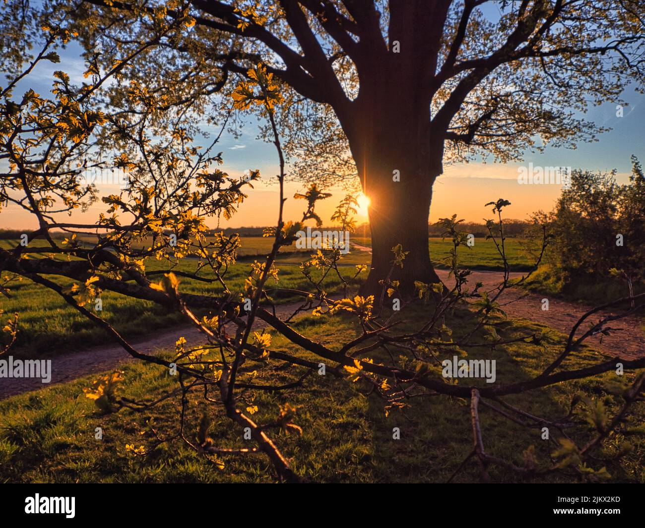 Tree trees plant sunset hi-res stock photography and images - Alamy
