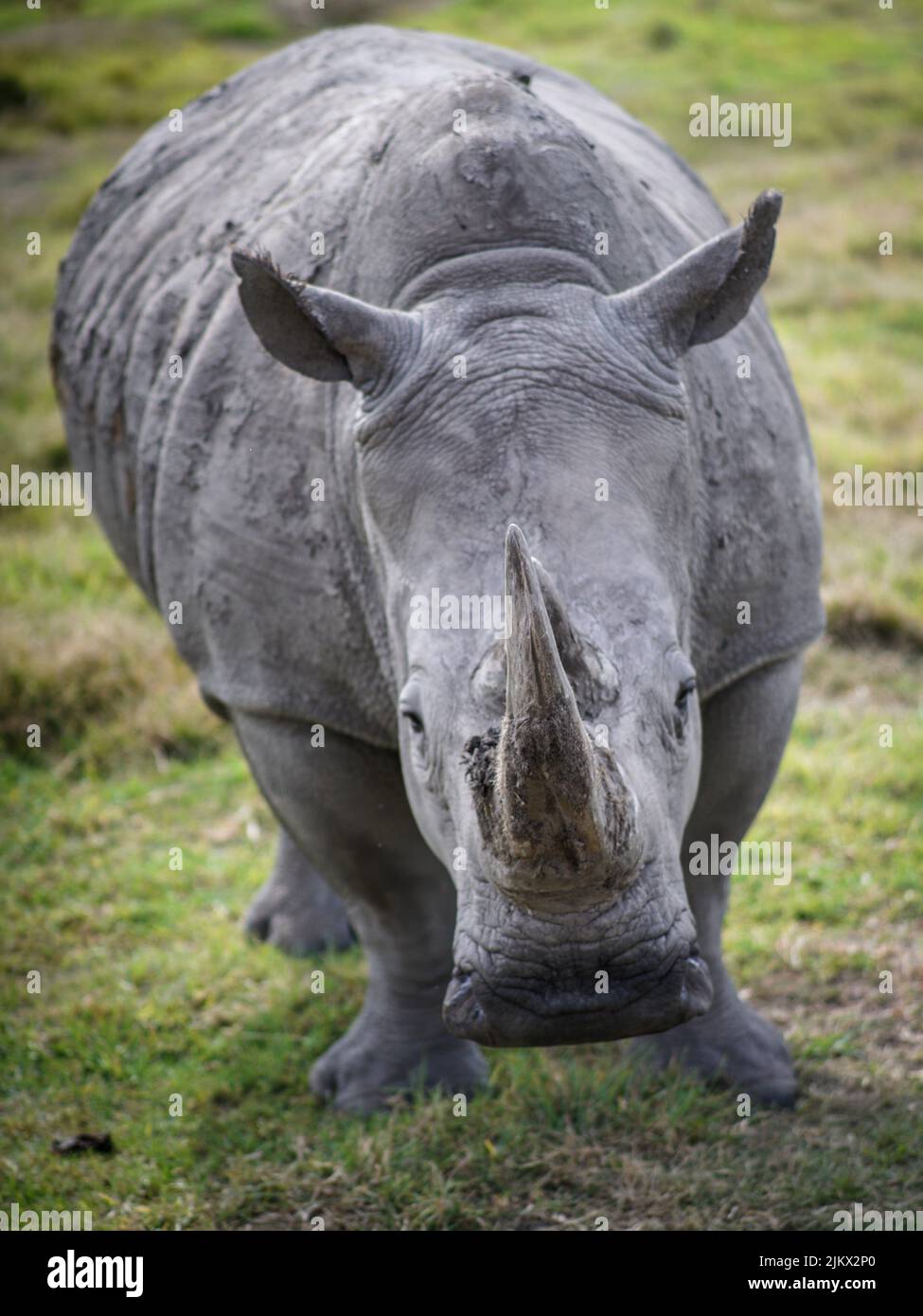 A vertical shot of a rhino in a zoo in a daylight Stock Photo