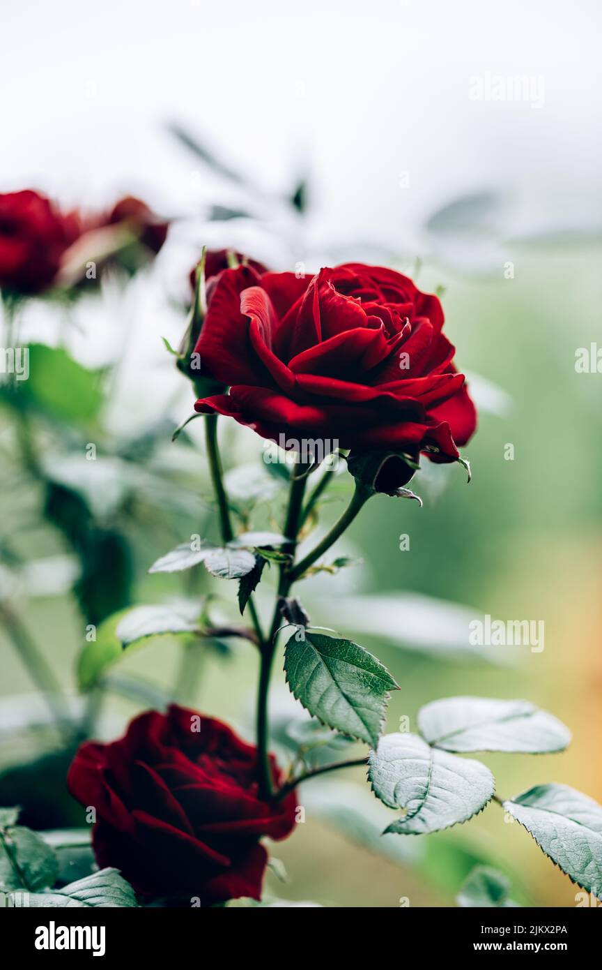 Macro shot of garden rose Stock Photo - Alamy