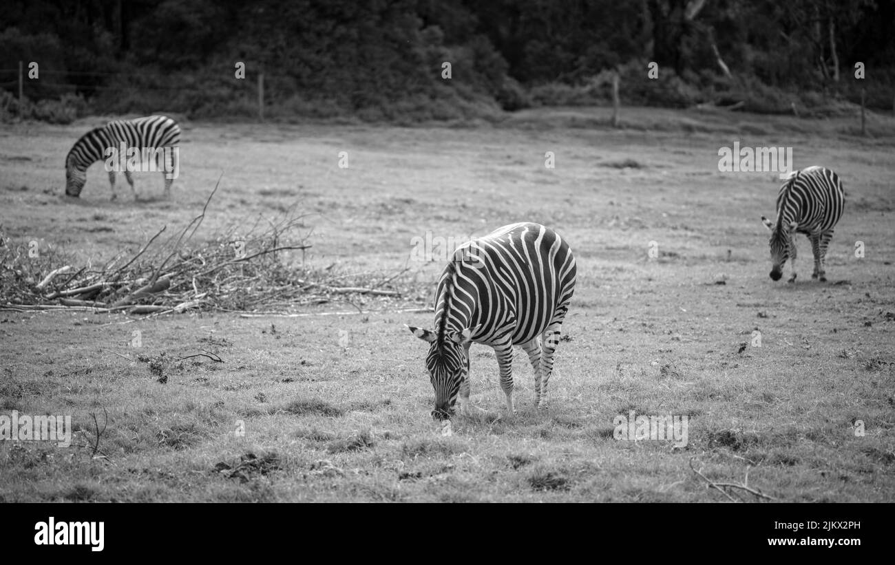 Zoo Black and White Stock Photos & Images - Alamy