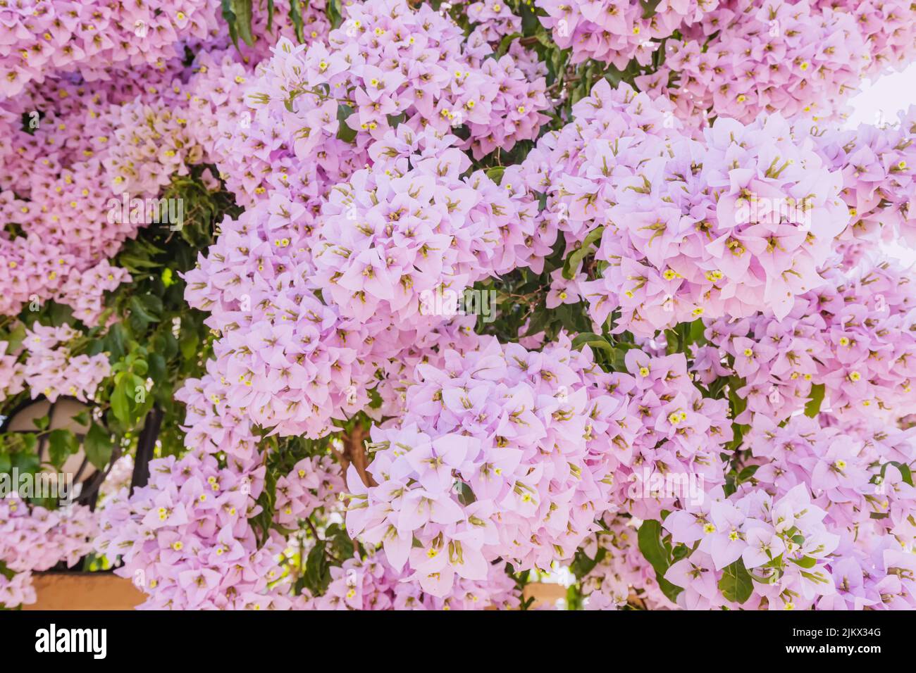 bougainvillea in bloom close-up. A popular plant for decorative purposes Stock Photo