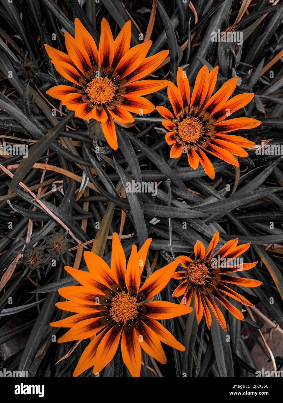 A blooming orange Gazania flowers on background of leaves Stock Photo