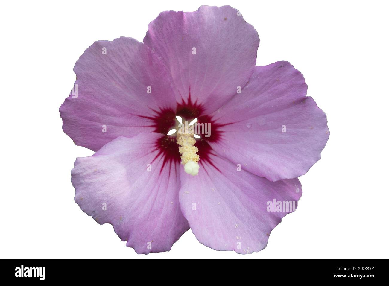 Hibiscus syrian Cut Out Stock Images \u0026 Pictures - Alamy, image size:1300x956