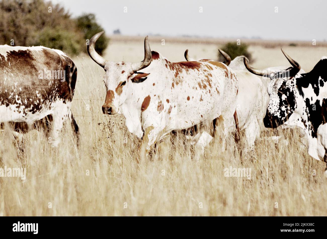 A shallow focus of a herd of cows with patterned skin in the farmland ...