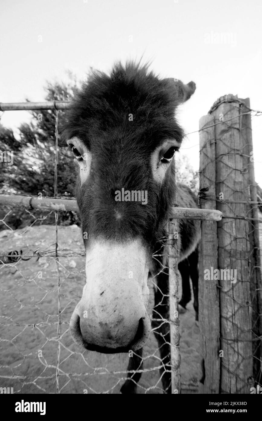 A vertical grayscale closeup of a donkey's face near the fence in the countryside Stock Photo