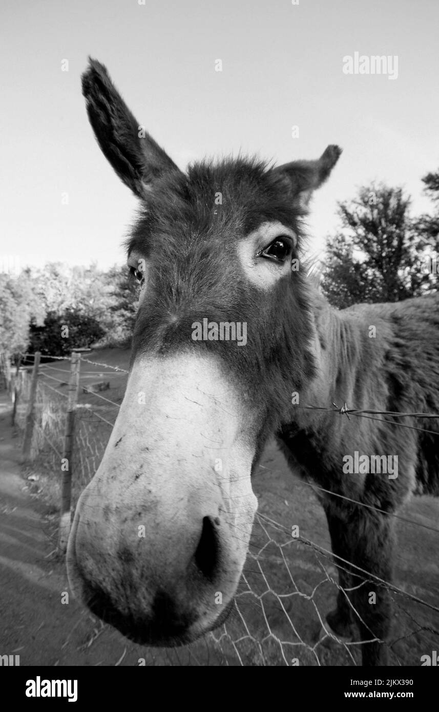 A vertical grayscale shot of a portrait of a donkey near the fence in the countryside Stock Photo