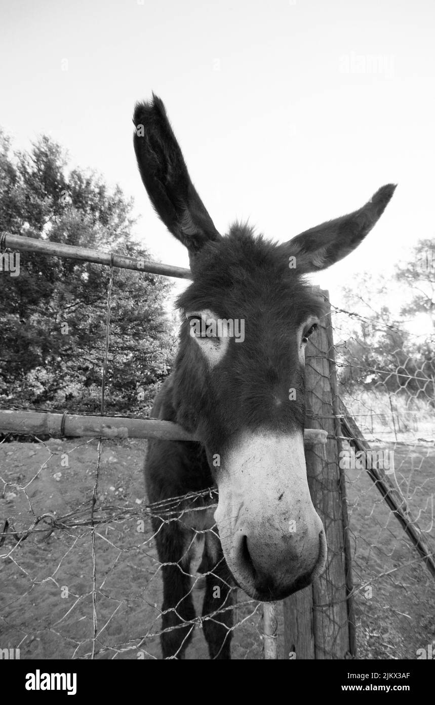 A vertical grayscale portrait of a domestic donkey with its face out of the fence Stock Photo
