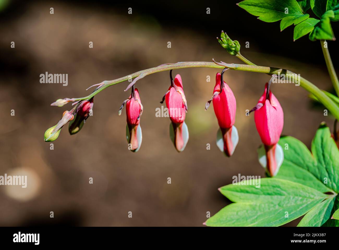 Foliage bleeding hearts hi-res stock photography and images - Alamy