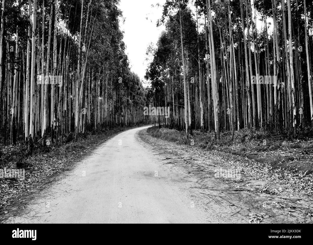 A grayscale shot of the narrow pathway through the trees in the forest Stock Photo