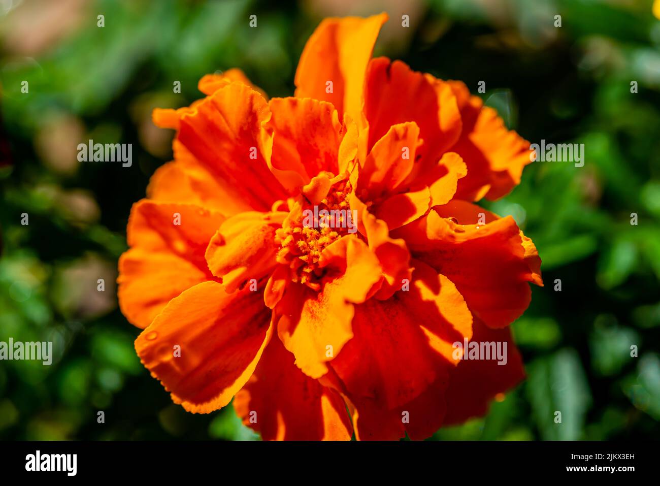 Close-up Marigold flower. Tagetes is a genus of annual or perennial, mostly herbaceous plants in the family Asteraceae Stock Photo
