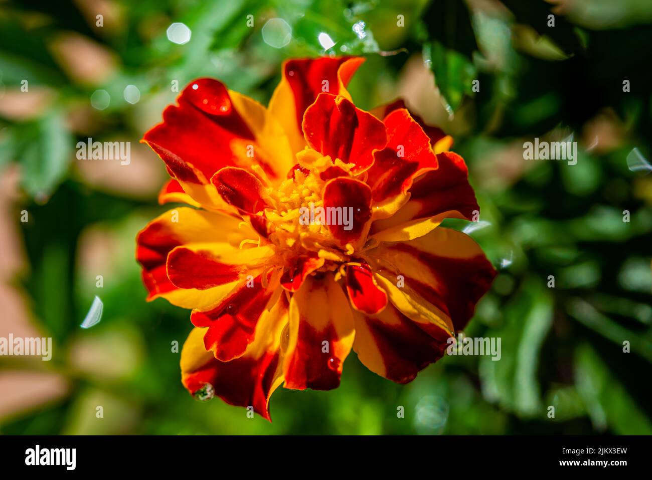 Close-up Marigold flower. Tagetes is a genus of annual or perennial, mostly herbaceous plants in the family Asteraceae Stock Photo