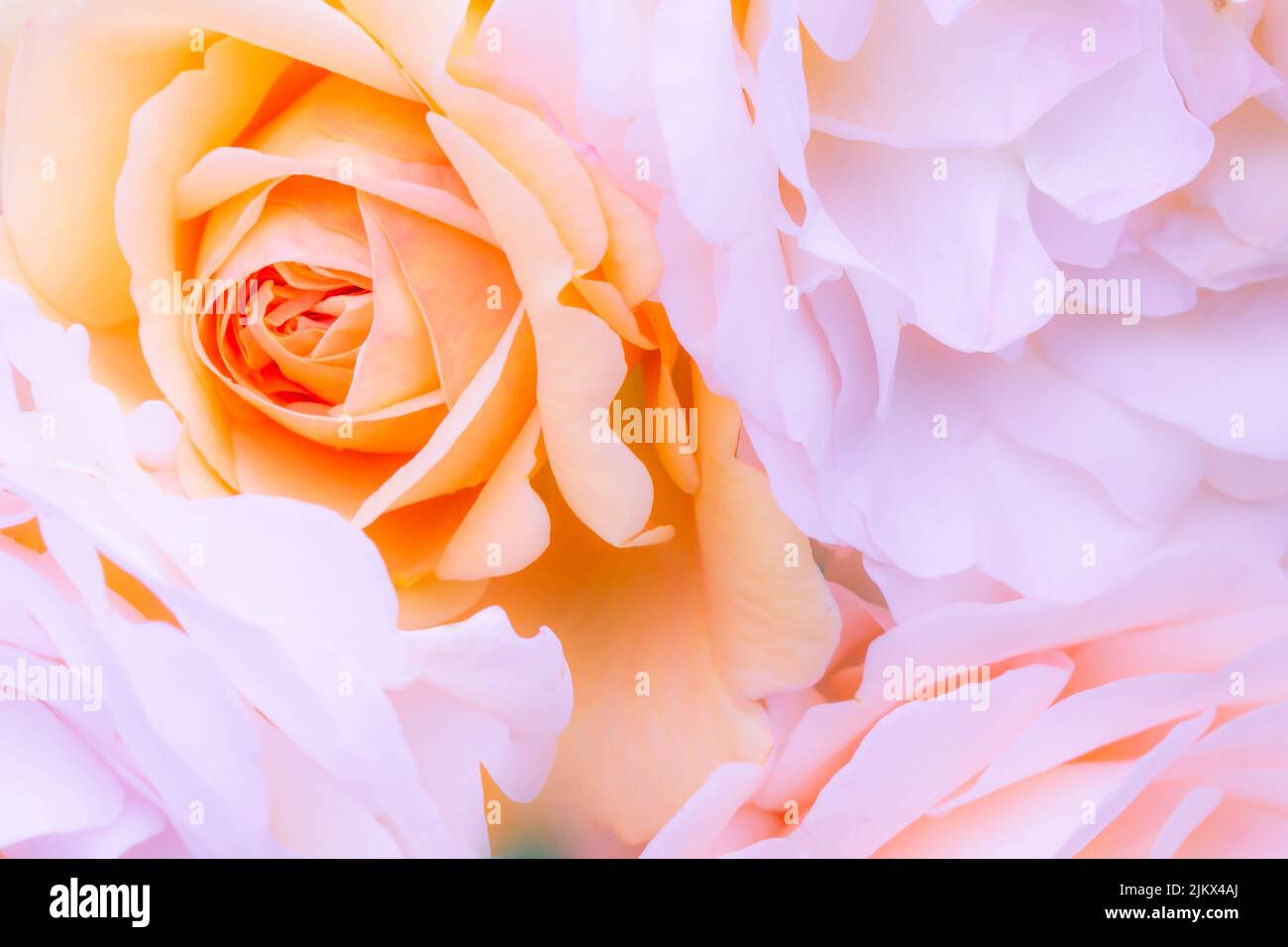 Blurry Roses Blurry roses flower hi-res stock photography and images - Alamy