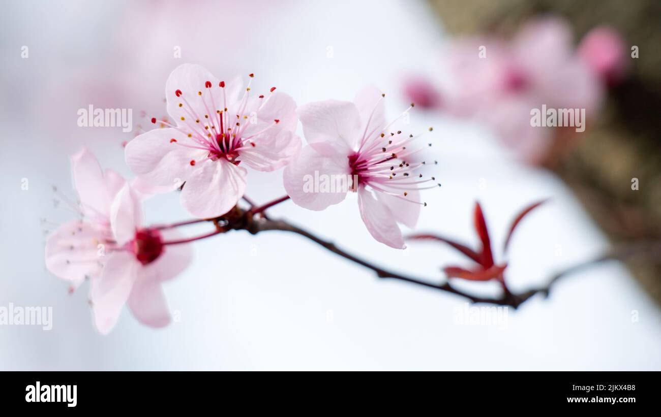 Closeup of cherry blossoms hi-res stock photography and images - Alamy