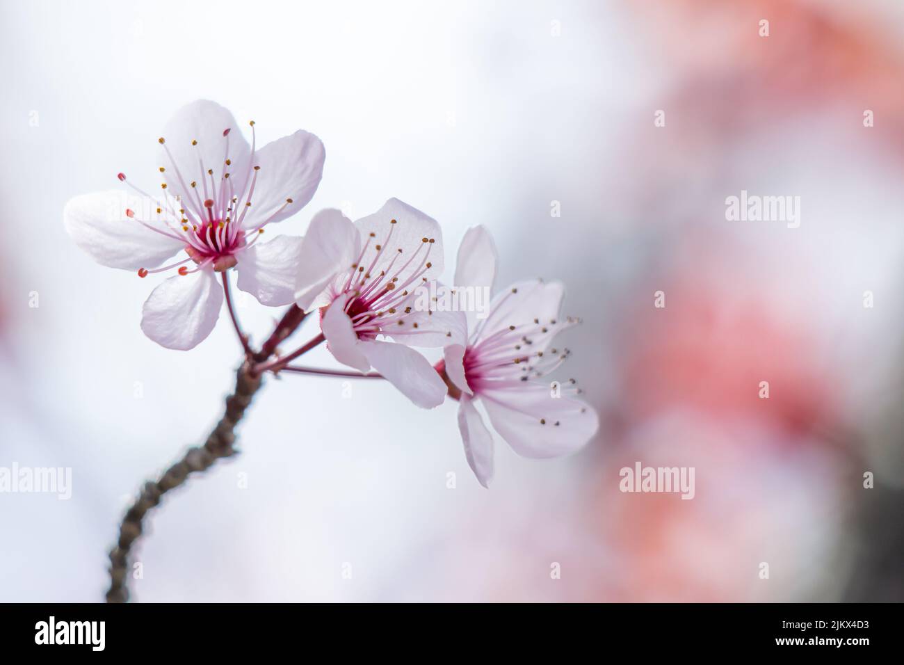 A closeup shot of cherry blossoms on blurry background Stock Photo - Alamy