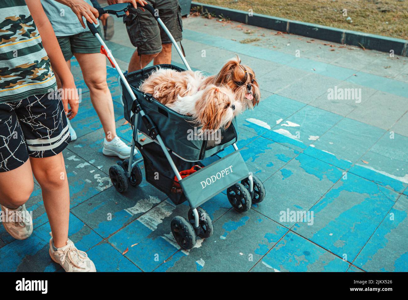 21 June 2022, Antalya, Turkey: Two dog twins riding and having fun in stroller or pushchair in city park Stock Photo