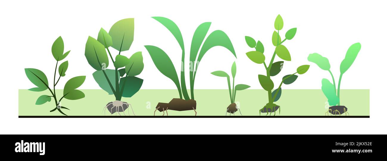 Seedling garden plants with roots. Sowing agricultural material ...