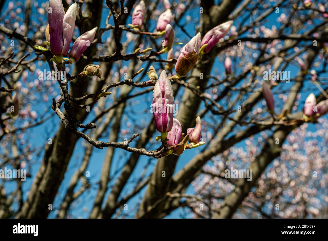 Magnolia flowers in the blue sky background Stock Photo - Alamy