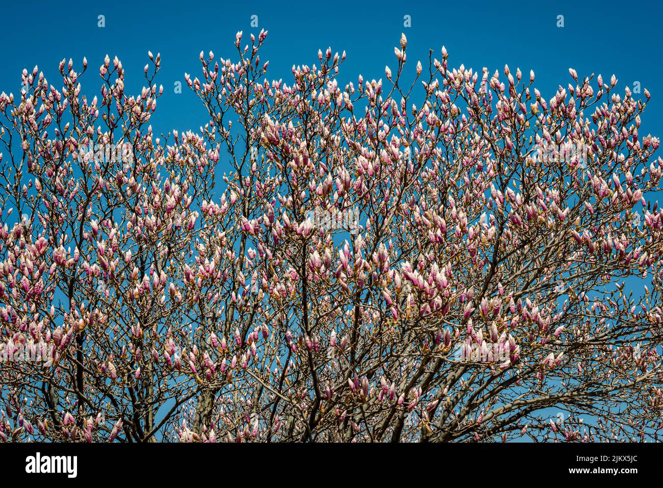 Magnolia flowers in the blue sky background Stock Photo - Alamy