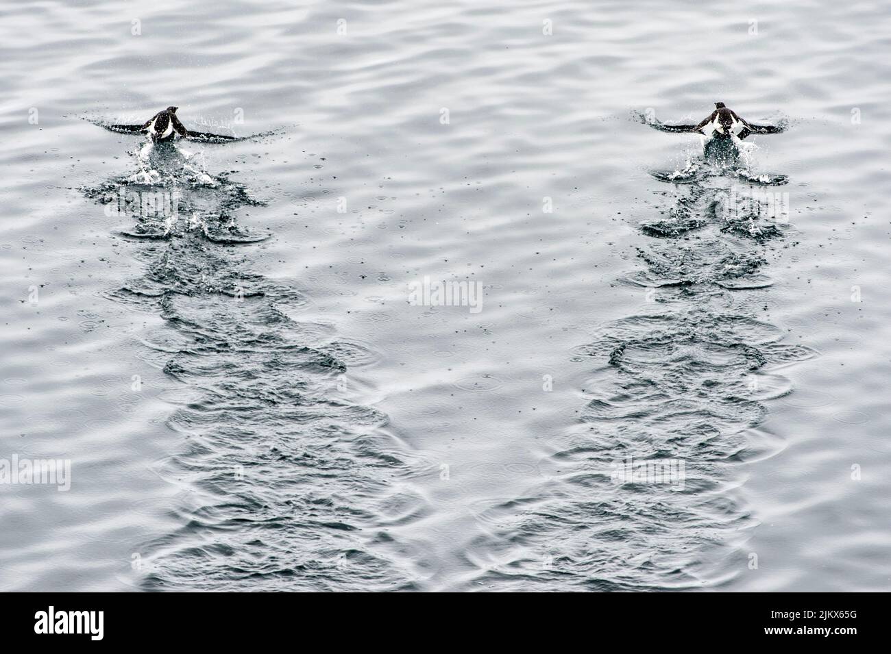 A grayscale shot of two guillemots leaving water tracks behind with ...