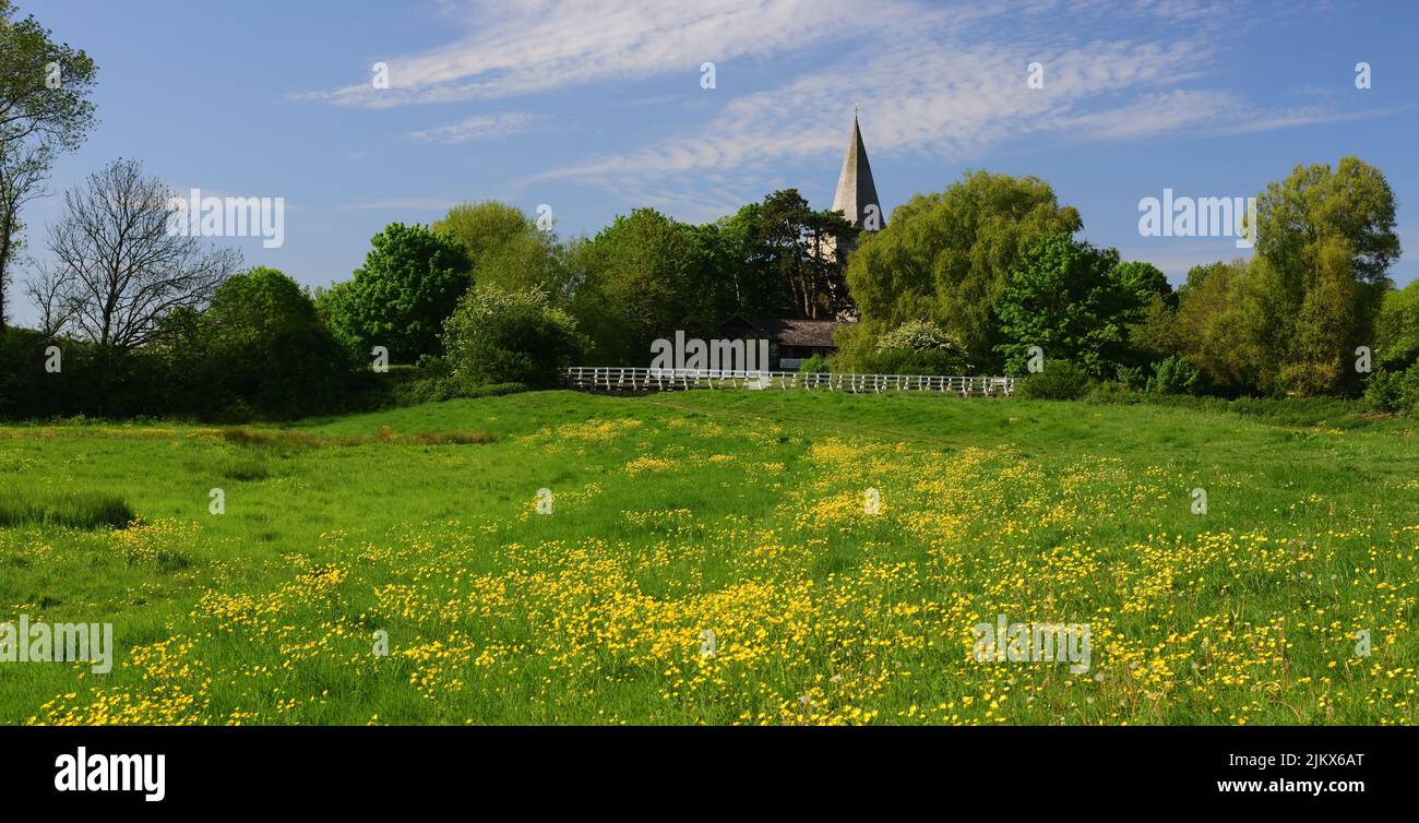 Buttercups in the Cuckmere river valley, and the spire of Saint Andrews church at Alfriston, East Sussex. Stock Photo