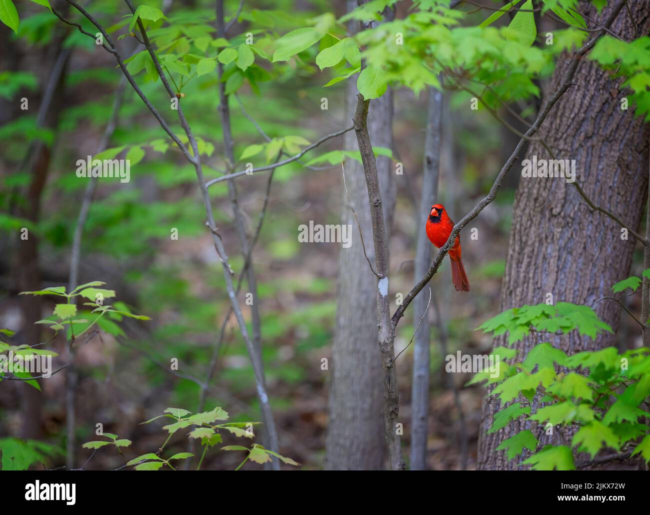 Bright Red Northern Cardinal sits on a tree branch in a wooded area. Stock Photo