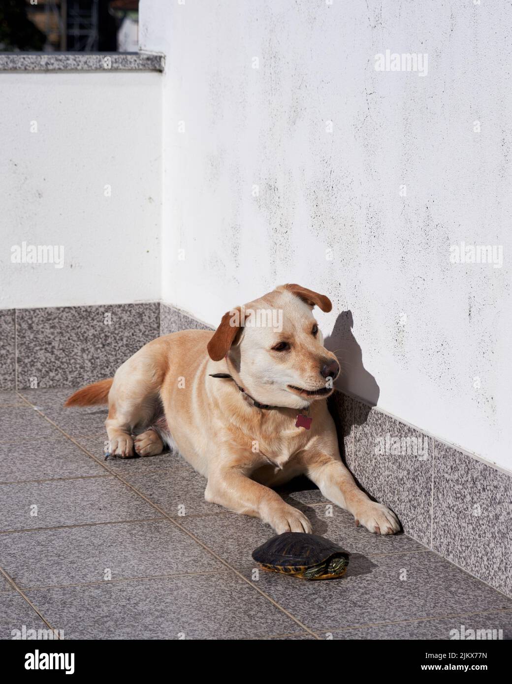 A vertical shot of a dog and a turtle lying on a ground Stock Photo - Alamy