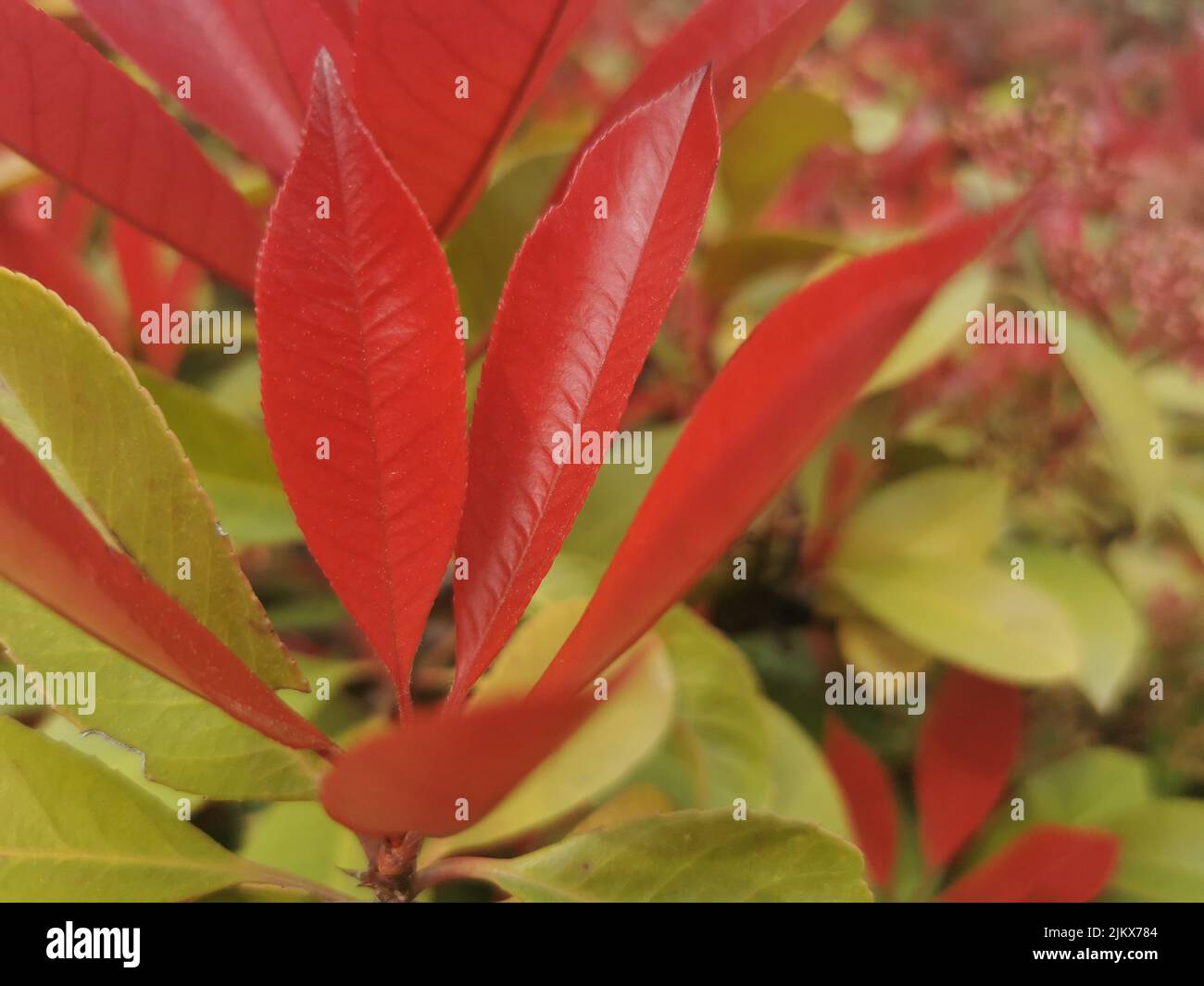 A closeup of long red leaves growing against green plants Stock Photo