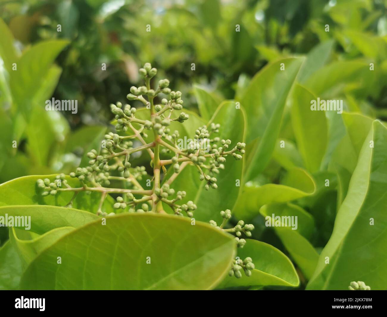 A closeup of Fragrant viburnum plant growing among green leaves Stock Photo
