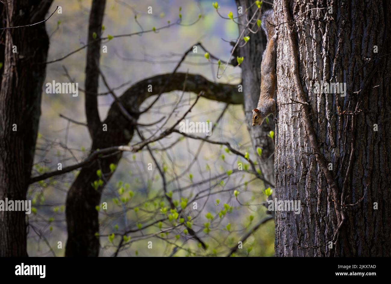 A gray squirrel climbs down a tree trunk ine north eastern Tennessee Stock Photo