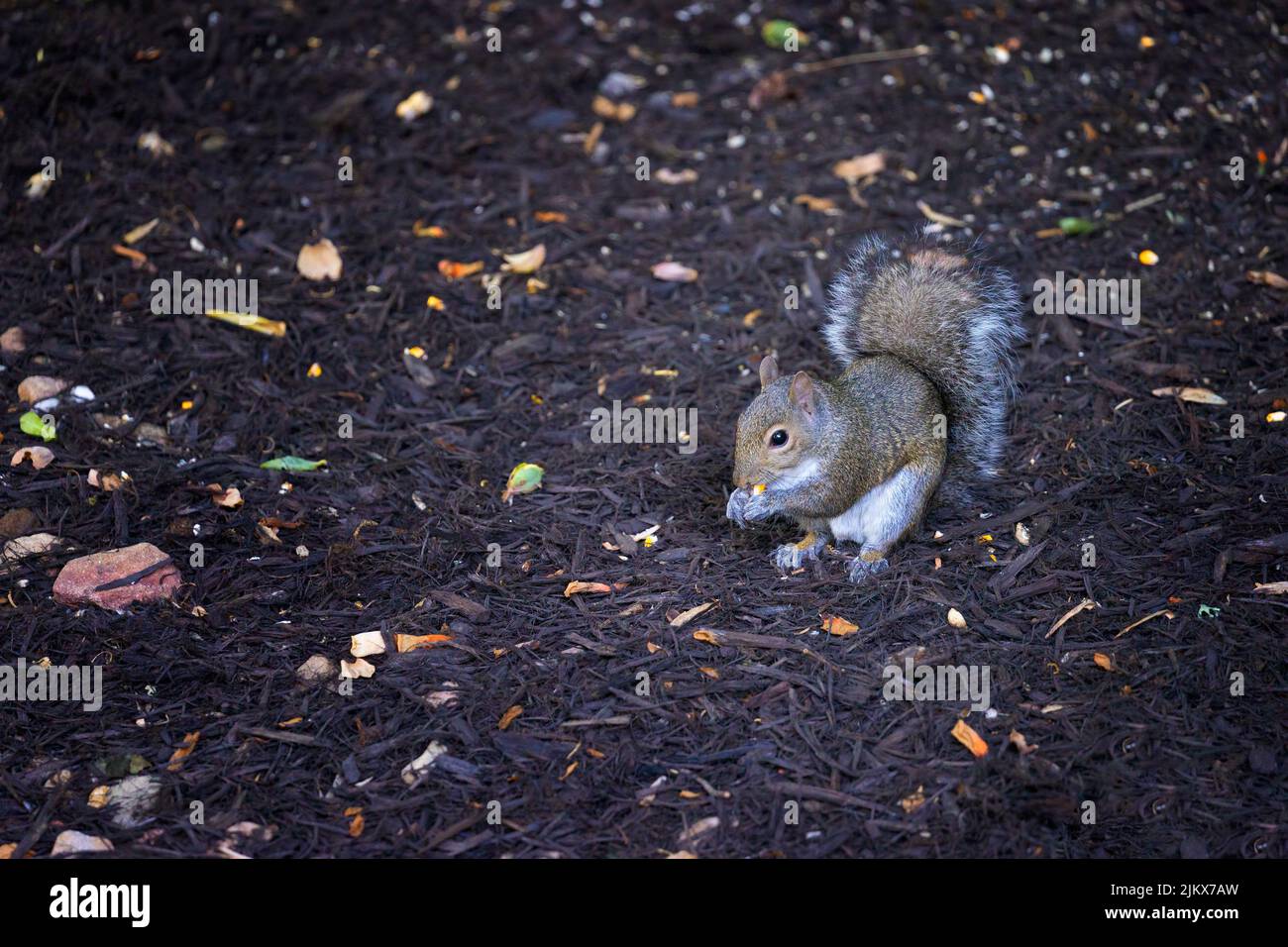 Cute little squirrel eating corn kernals that has been put out for him Stock Photo