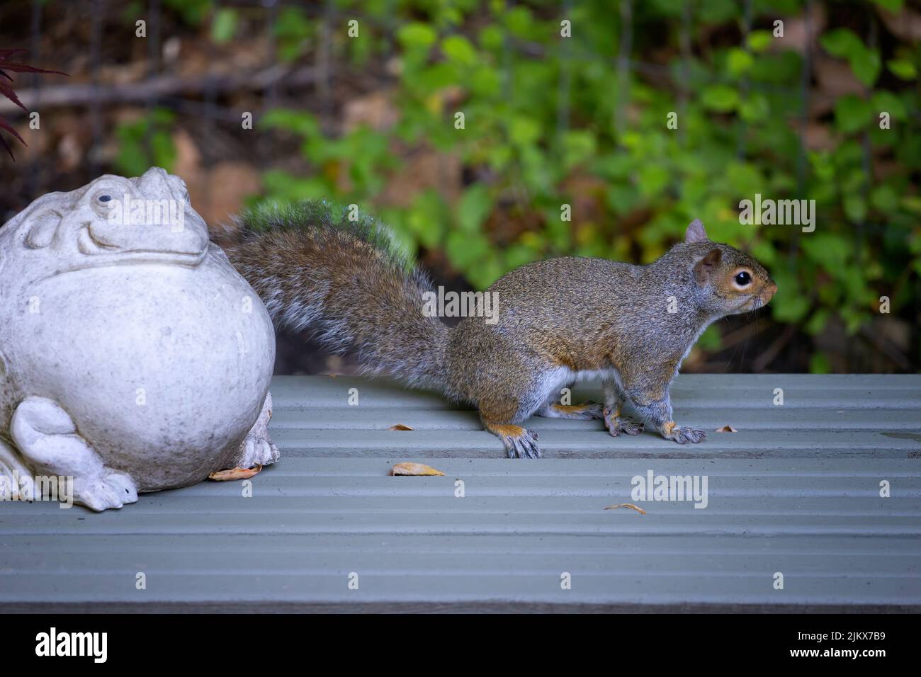 In a backyard a gray squirrel pauses on a small bence he is crossing Stock Photo