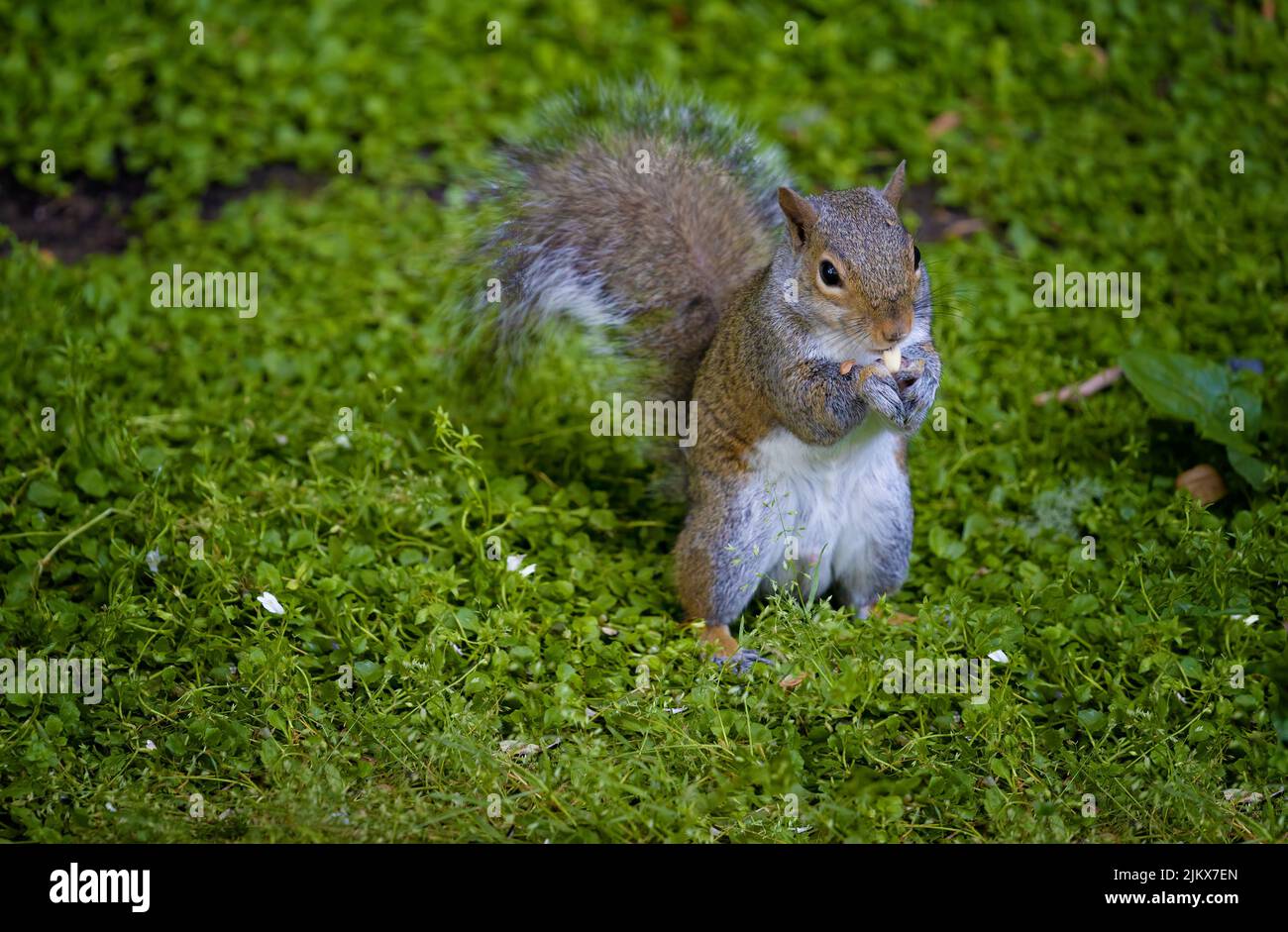 In a backyard a gray squirrel sits on his haunches while munching on a peanut. Stock Photo