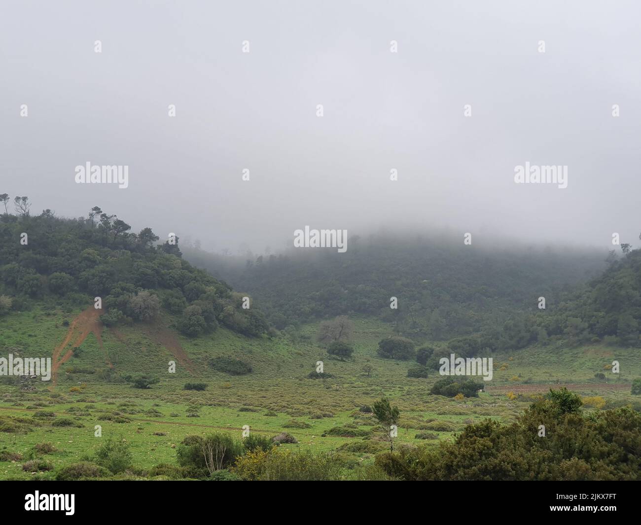 A beautiful view of nature on a misty day Stock Photo