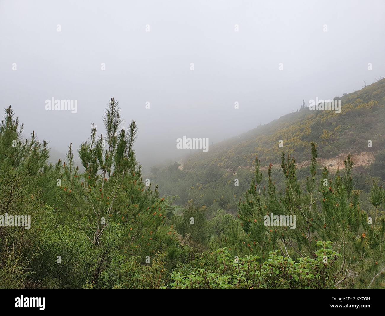 A beautiful view of green trees on a misty day Stock Photo