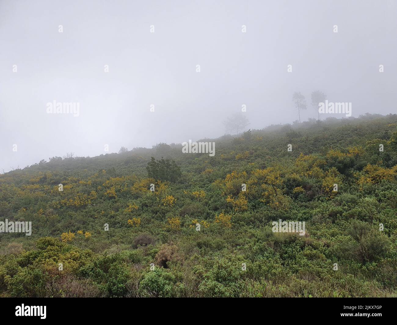 A beautiful view of nature on a misty day Stock Photo