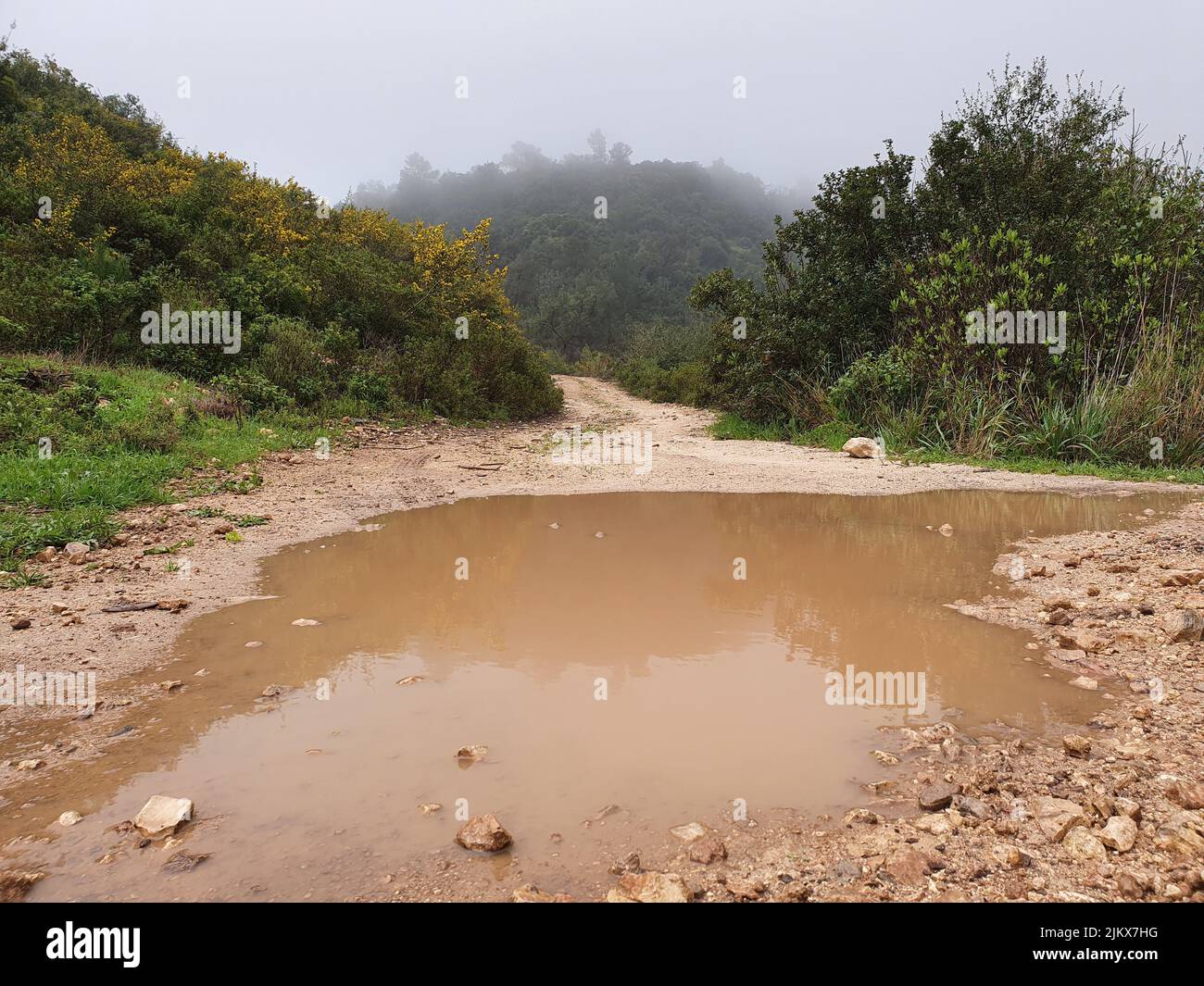 A view of big puddle among the trees Stock Photo